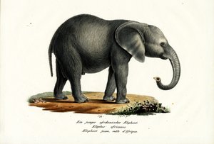 Junger afrikanischer Elefant, 1824